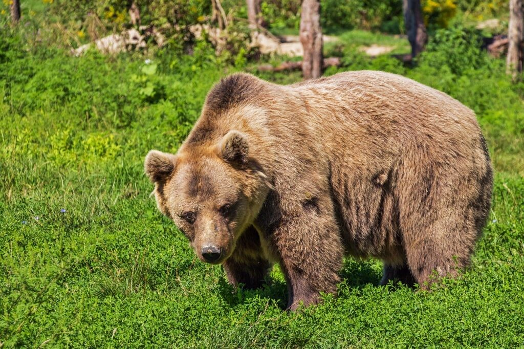 Moving to Montana: Bears of Glacier National Park
